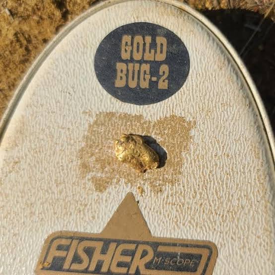 Détecteur de métaux Fisher Labs Gold Bug Pro, noir (GOLDBUG-PRO) - Détecte les petites pépites d'or, discrimination par tonalité à seuil variable, équilibrage du sol en temps réel, léger, fréquence de 19 kHz